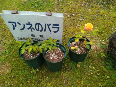 アンネのバラ