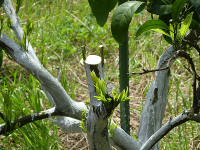 P1180503